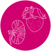 Icon of anatomically correct kidney and heart